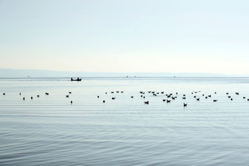 Seagulls and two fishermen in the boat, silhouettes.