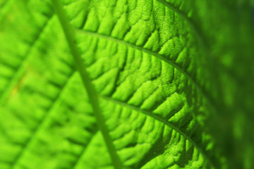 Close up of fresh green leaf with veins
