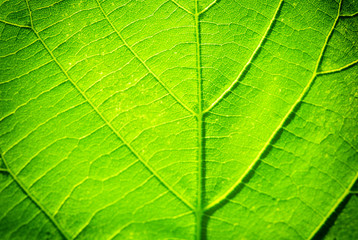 Close up of fresh green leaf with veins