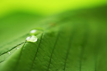 Close up of green leaf with drops