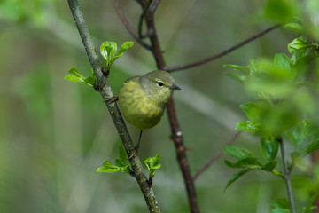 Orange-crowned Warbler