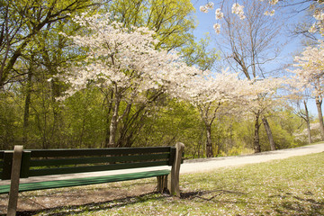 Japanese Sakura cherry trees in bloom inHigh Park, Toronto