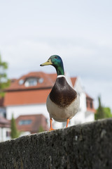 Männliche Ente schaut in die Kamera