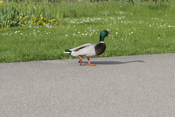 Männliche Ente watschelt über eine Straße