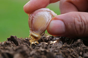 The garlic planted by hand. Closc-up