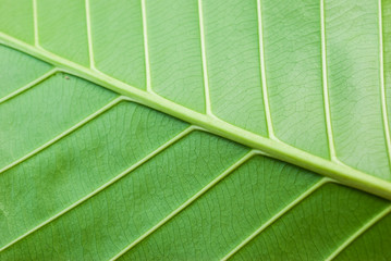 leaf texture