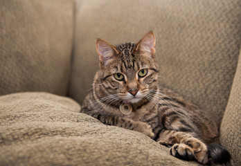 cat on the couch