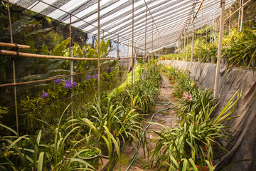 orchid flower farm