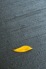 Yellow Fallen Leaf on Wet Cold Pavement
