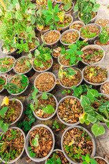 Young plant in the plastic pot