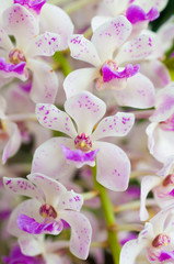 Rhynchostylis gigantea. ,orchid flower, tropical, flower backgro