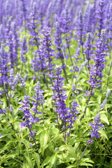 Obraz premium Closeup image of violet lavender flowers in the field in sunny day