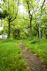 Fototapeta premium 山道