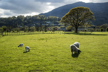 Obraz premium Spring lambs in sunlight in front of mountain in Lake District i