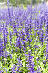 Obraz premium soft focus of blue salvia flowers in the field in sunny day