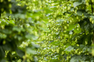 Echter Hopfen (Humulus lupulus)  