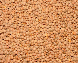 Dried brown Lentils