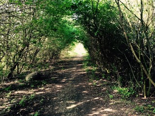 Fototapeta premium licht tunnel natur