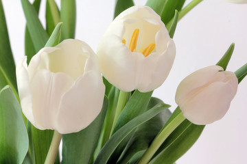 white tulips