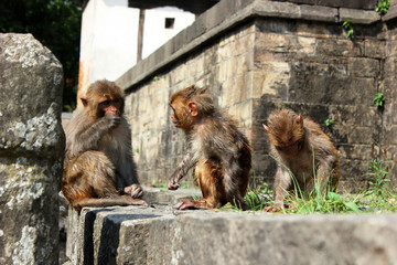 Мартышки в Катманду