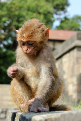 Мартышка в Катманду