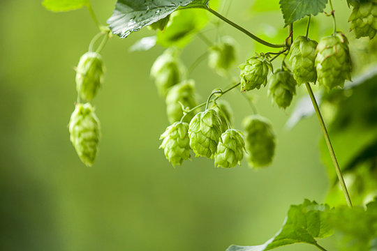 Echter Hopfen (Humulus lupulus)  