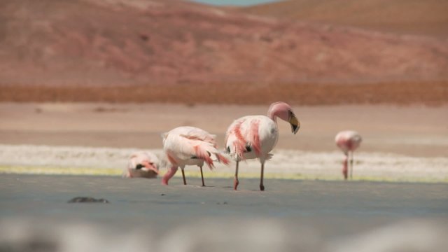 Laguna Hedionda with Flamingos i Bolivia