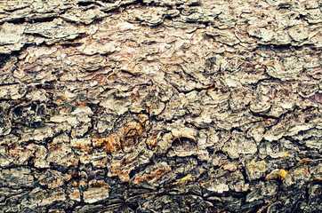 Wood texture