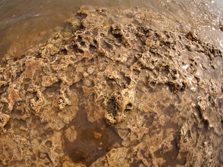 Texture of the yellow limestone on the coast