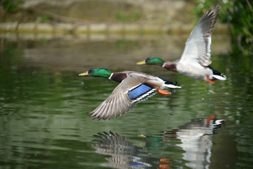 Obraz premium Mallard, Anas platyrhynchos