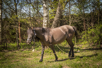 Naklejka premium gray horse grazing in meadow