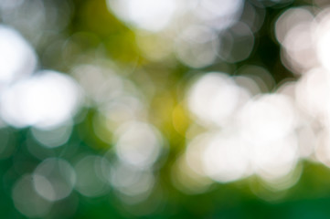 Obraz premium blurred of green nature background abstractblurred of green nature background abstract