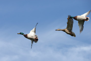 Mallard, Anas platyrhynchos