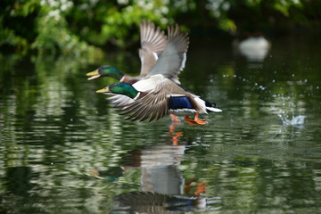 Mallard, Anas platyrhynchos