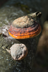 Polypore on a birch trunk