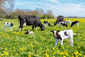 Meadow full of dandelions with grazing cows and calves