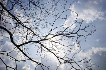 Fototapeta na wymiar Silhouettes dead trees. Sky background.