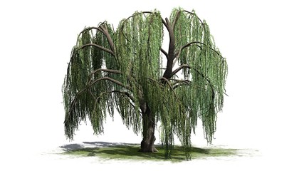 Weeping willow tree - isolated on white background - obrazy, fototapety, plakaty