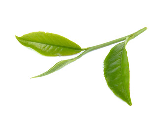 Obraz premium green tea leaf on white background