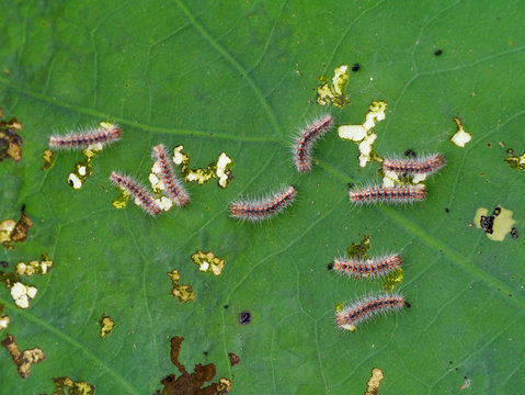Worm eat leaves of lotus.