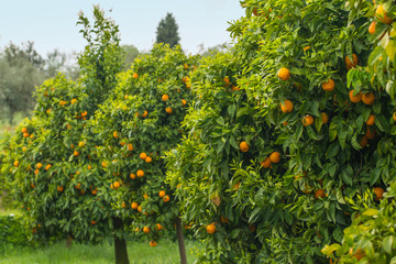 Fototapeta na wymiar orange trees in orchard