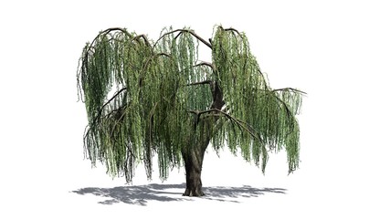 Weeping willow tree - isolated on white background © sabida