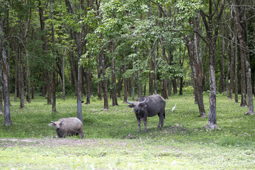 Buffaloes in the forest