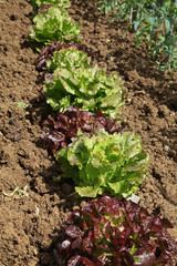 rang de salades dans un potager