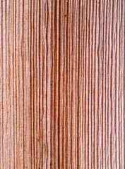 Patterned surface of the bark.