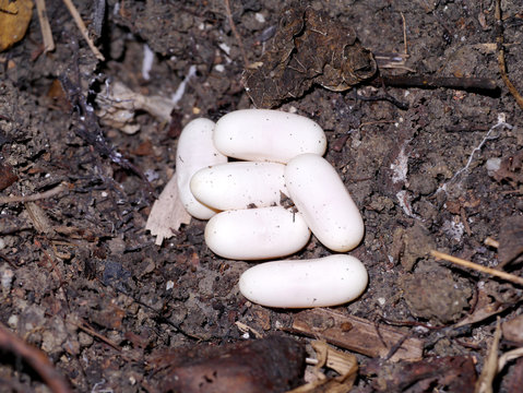 Cobra eggs on the ground.