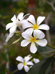 Fototapeta na wymiar White Frangipani flowers.