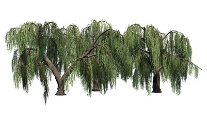 Weeping willow tree cluster  - isolated on white background © sabida