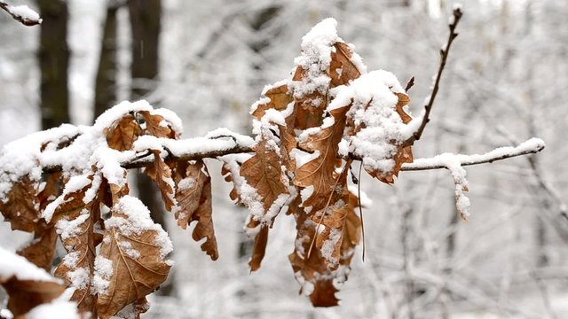 Snow falls in winter on dry foliage of English oak blown by wind