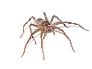 Brown spider on white background.